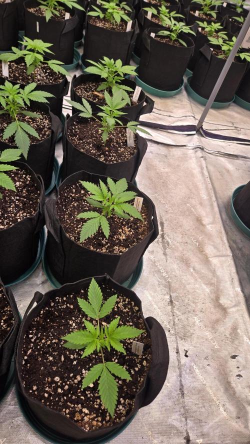 MangoCherryRuntzAuto. Week 2