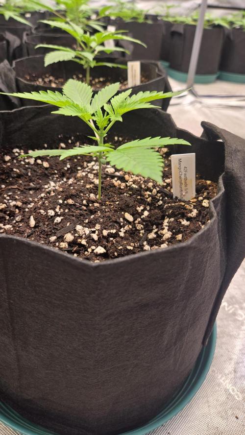 MangoCherryRuntzAuto. Week 2