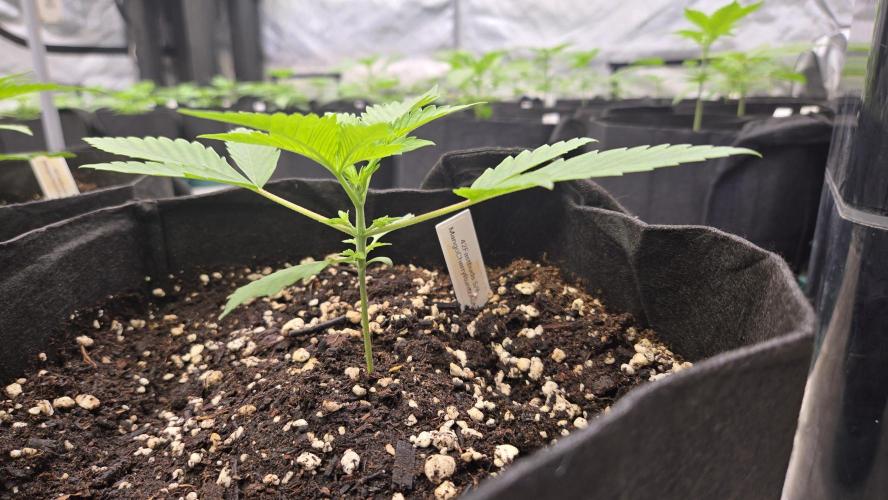 MangoCherryRuntzAuto. Week 2