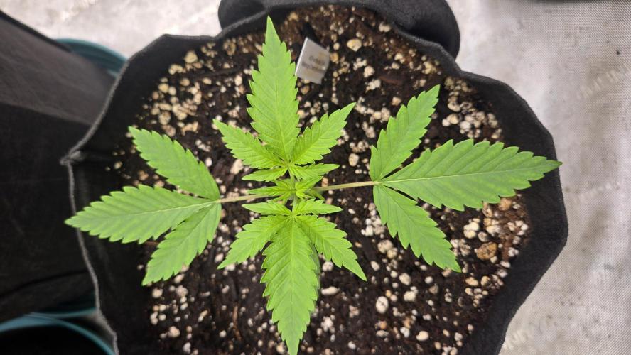 MangoCherryRuntzAuto. Week 2