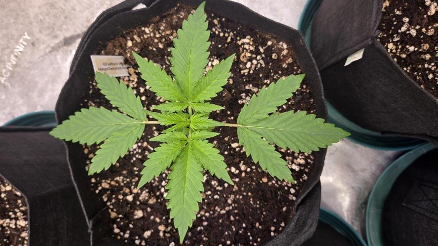 MangoCherryRuntzAuto. Week 2