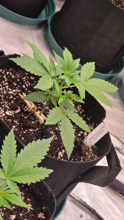 MangoCherryRuntzAuto. Week 2