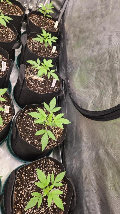 MangoCherryRuntzAuto. Week 2