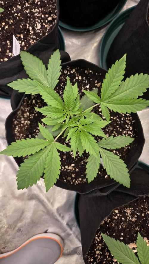 Mango Cherry Runtz Auto. Week 2