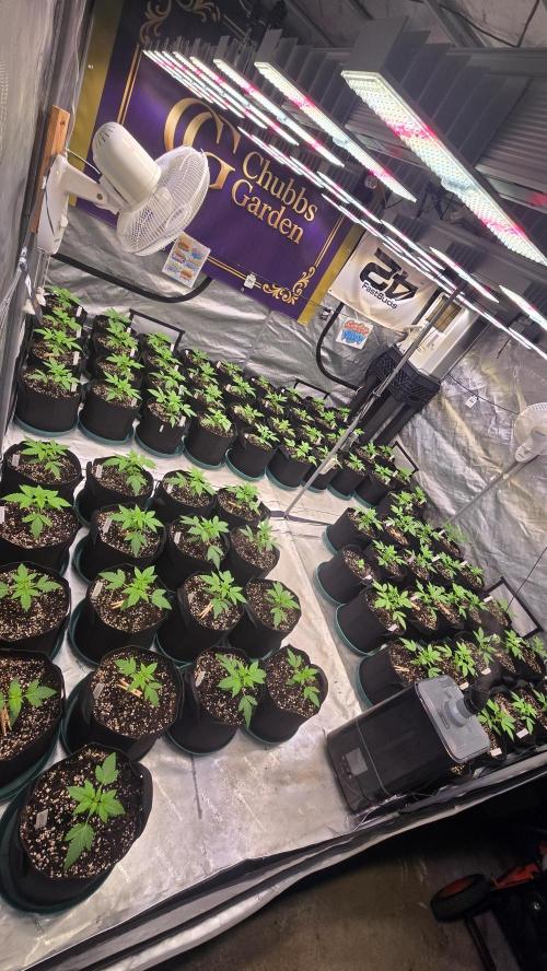 BananaFrostAuto. Week 2