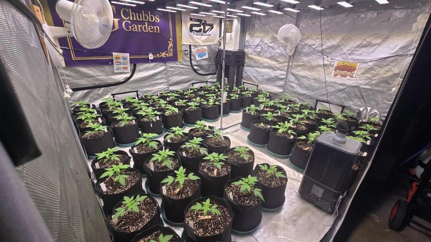 BananaFrostAuto. Week 2
