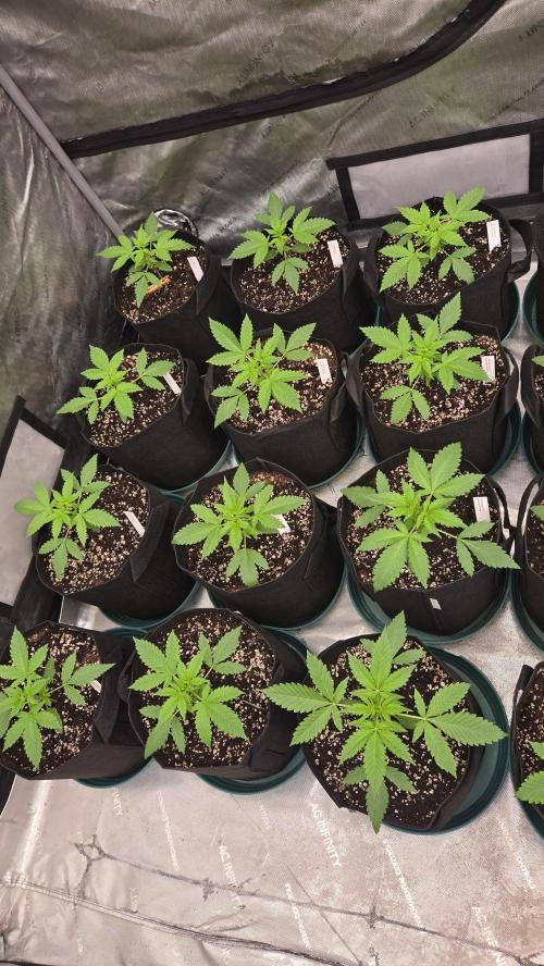 BananaFrostAuto. Week 2