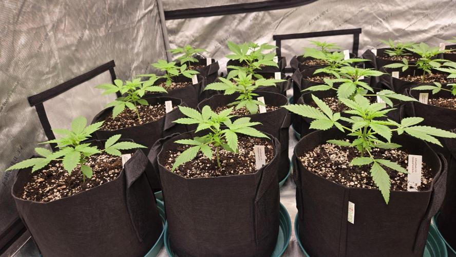 BananaFrostAuto. Week 2