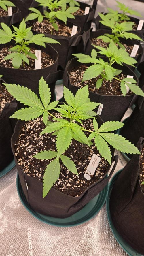 BananaFrostAuto. Week 2