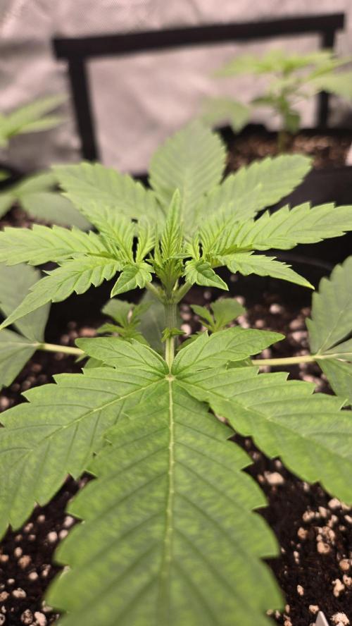 BananaFrostAuto. Week 2