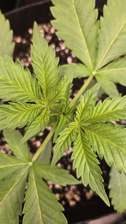 BananaFrostAuto. Week 2