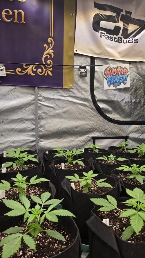 Sundae Frost Auto. Week 2