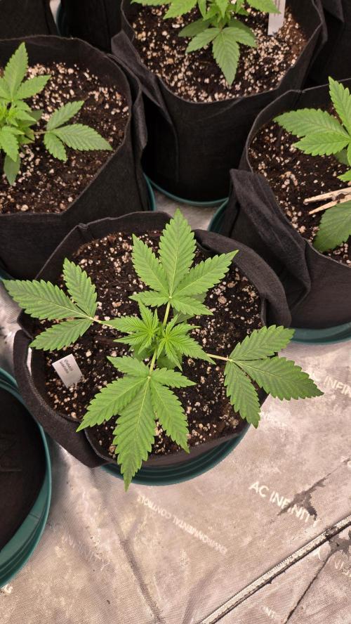 Sundae Frost Auto. Week 2