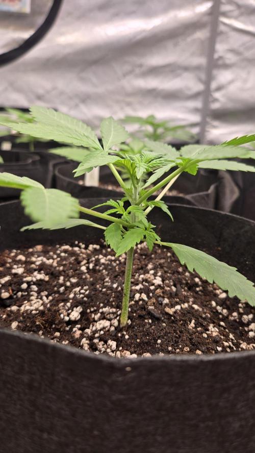 Sundae Frost Auto. Week 2