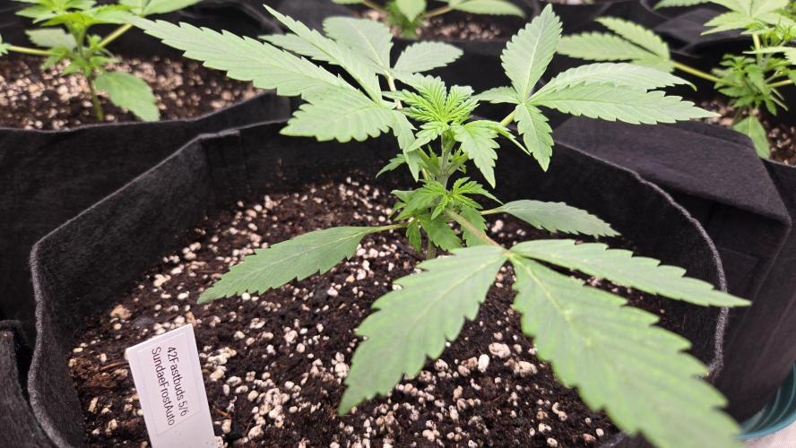 Sundae Frost Auto. Week 2