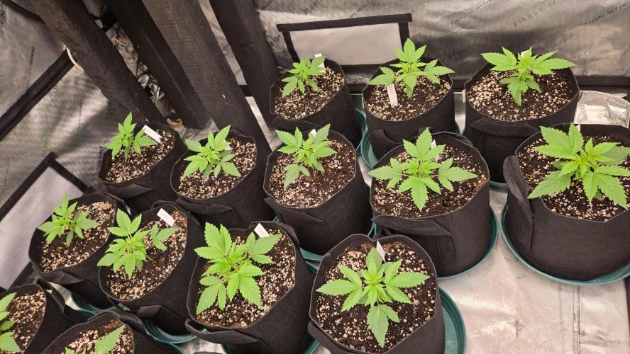 MangoFrostAuto. Week 2
