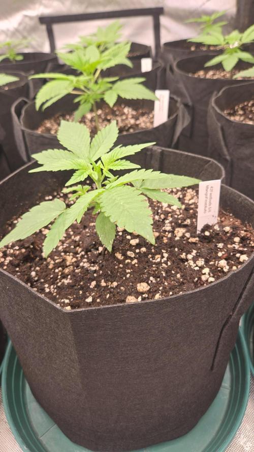 MangoFrostAuto. Week 2