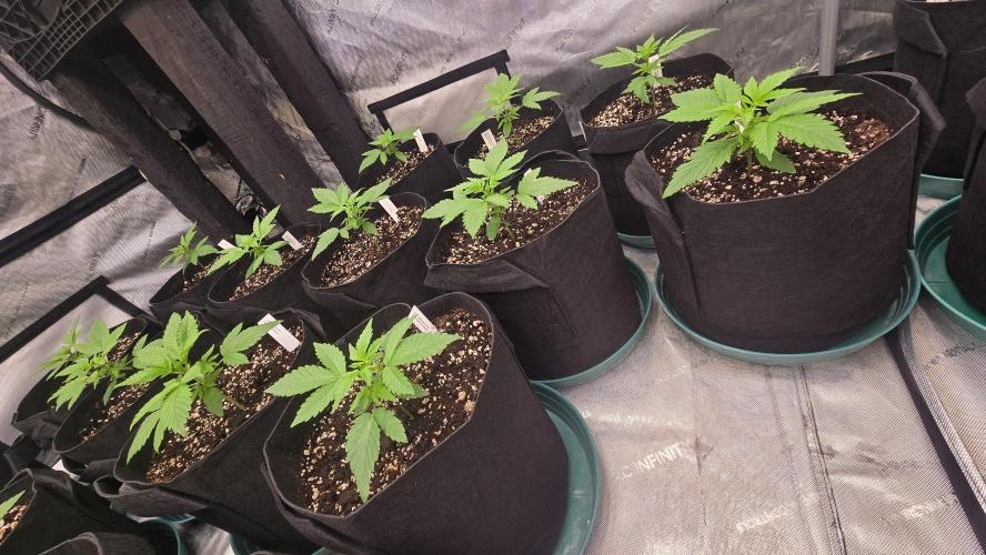 MangoFrostAuto. Week 2