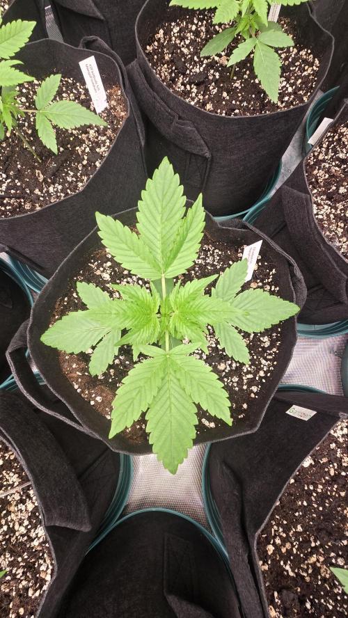 MangoFrostAuto. Week 2