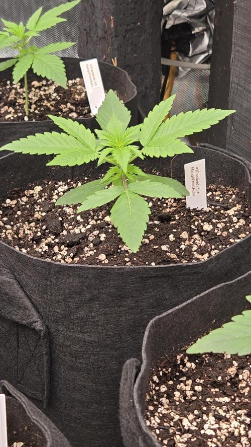 MangoFrostAuto. Week 2