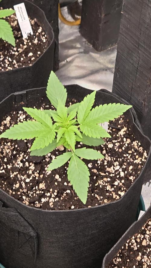 MangoFrostAuto. Week 2