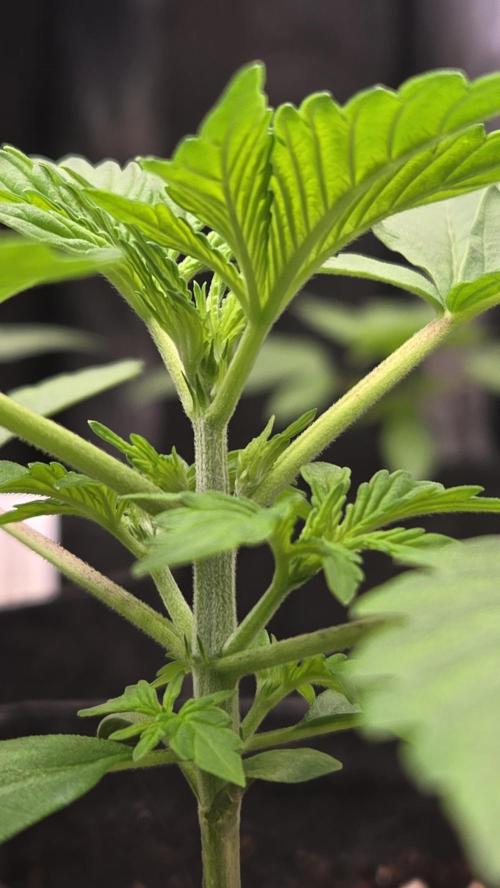 MangoFrostAuto. Week 2