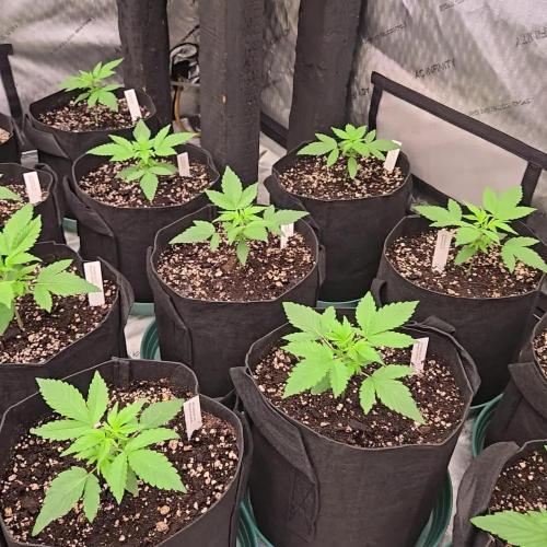 MangoFrostAuto