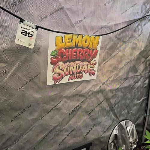 LemonCherrySundaeAuto