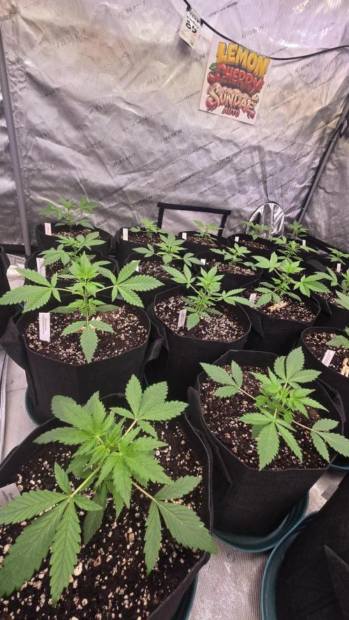 LemonCherrySundaeAuto. Week 2
