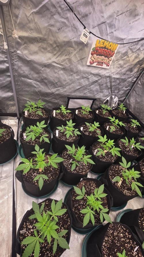 LemonCherrySundaeAuto. Week 2