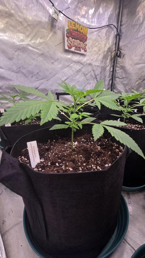 LemonCherrySundaeAuto. Week 2