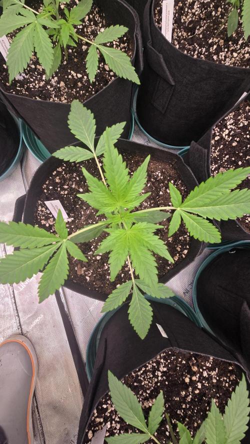 LemonCherrySundaeAuto. Week 2