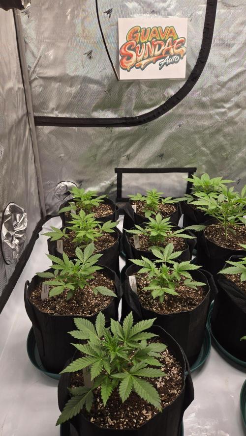 GuavaSundae Auto. Week 2