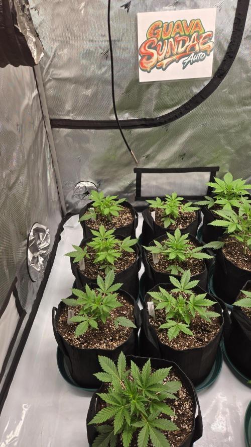 GuavaSundae Auto. Week 2