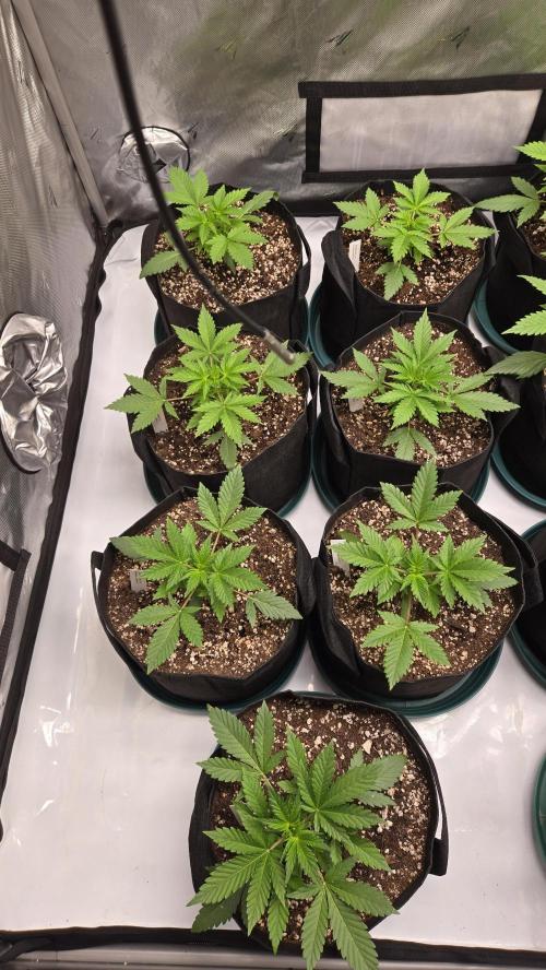 GuavaSundae Auto. Week 2