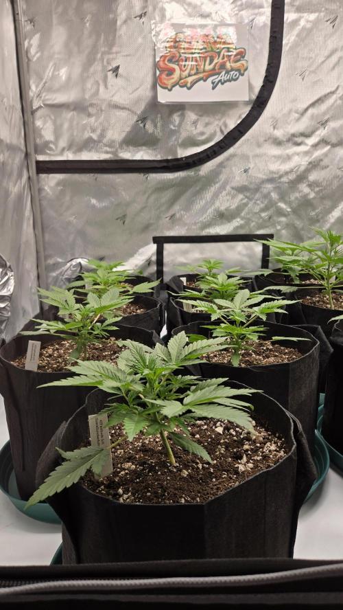 GuavaSundae Auto. Week 2