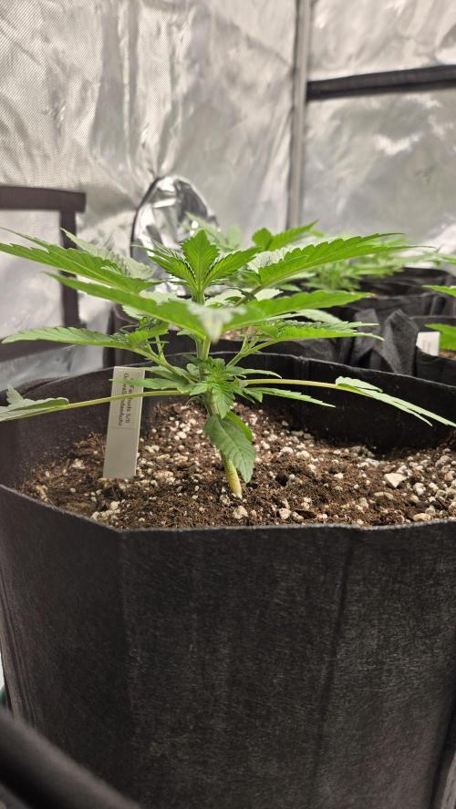 GuavaSundae Auto. Week 2