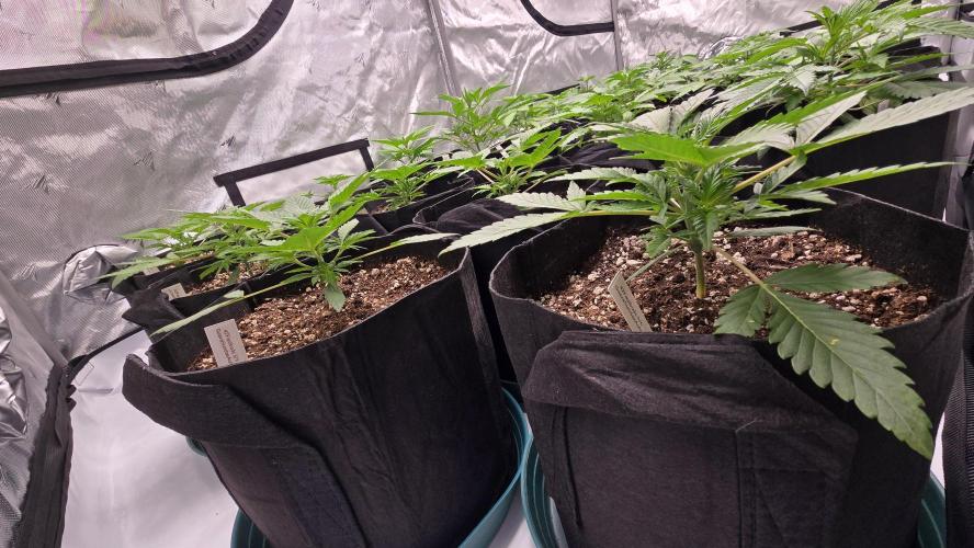 GuavaSundae Auto. Week 2