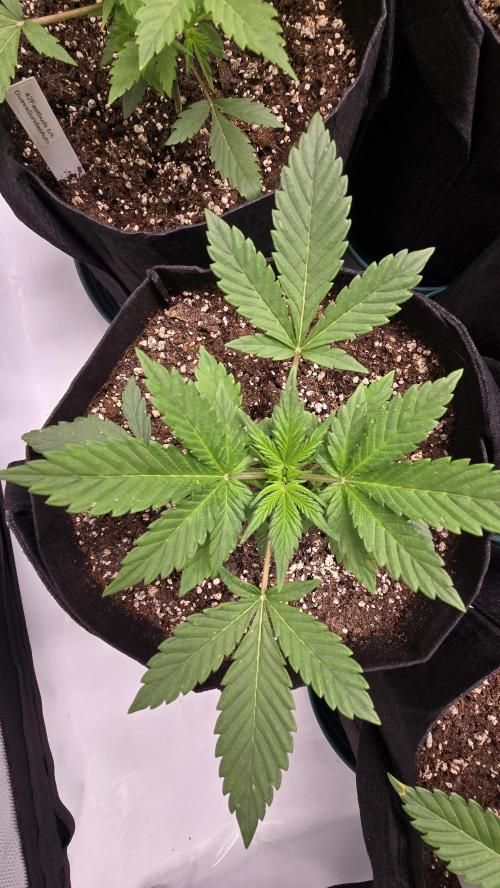 GuavaSundae Auto. Week 2