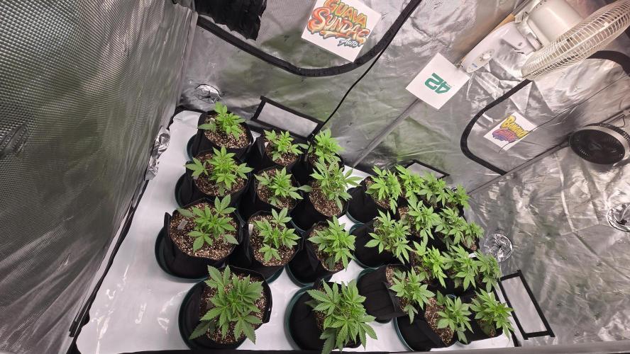 GuavaSundae Auto. Week 2