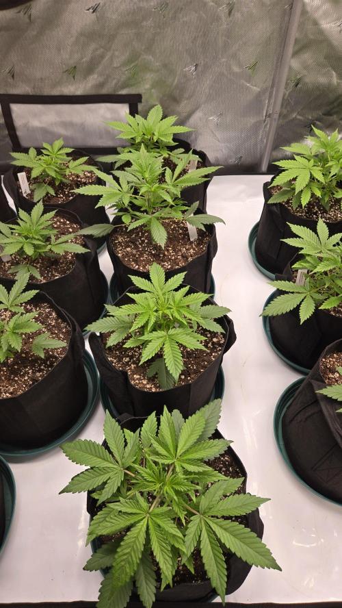 GuavaRuntzAuto. Week 2