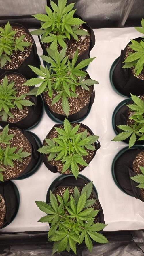 GuavaRuntzAuto. Week 2