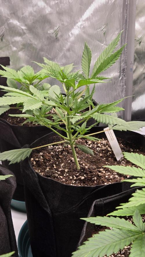 GuavaRuntzAuto. Week 2
