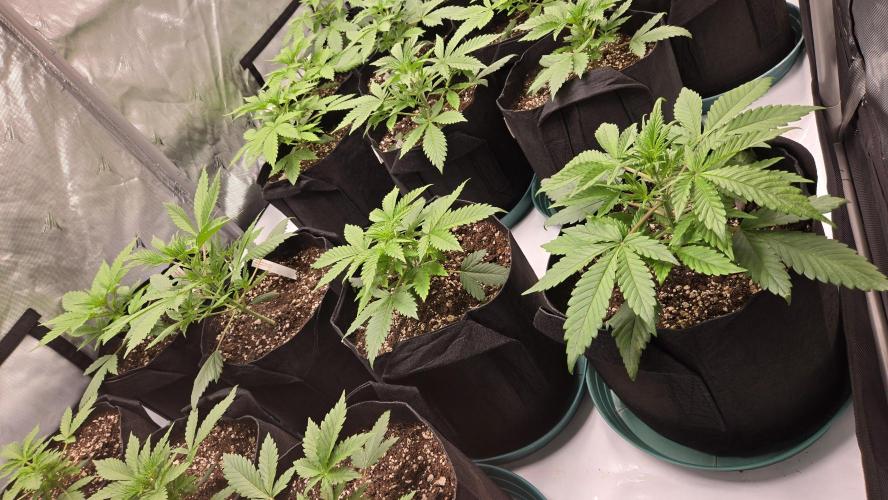 GuavaRuntzAuto. Week 2