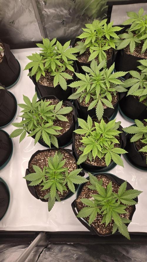 MendoGuavaAuto. Week 2