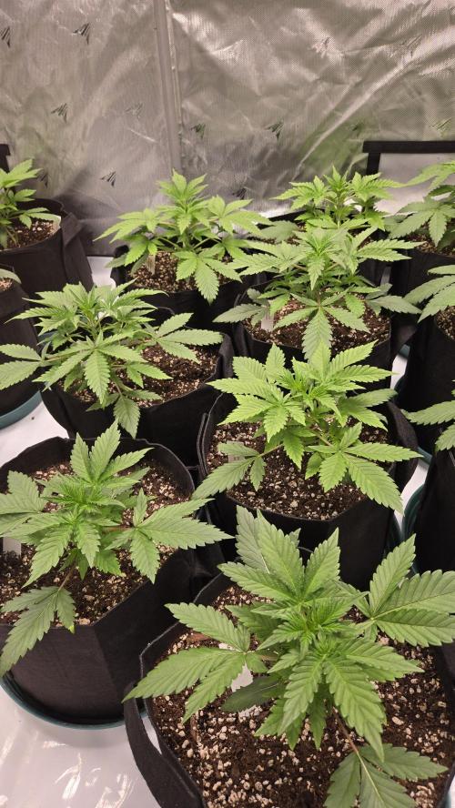 MendoGuavaAuto. Week 2