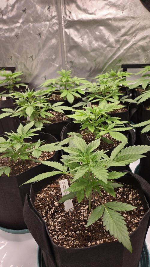 MendoGuavaAuto. Week 2