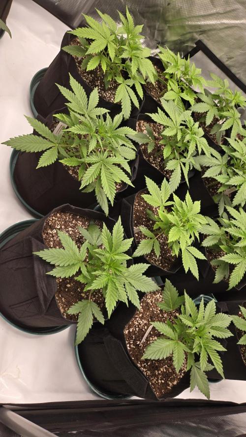MendoGuavaAuto. Week 2
