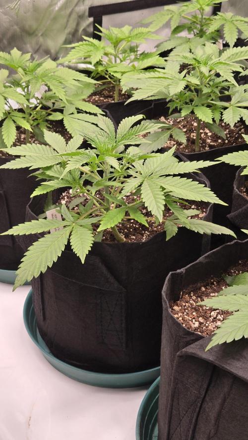 MendoGuavaAuto. Week 2