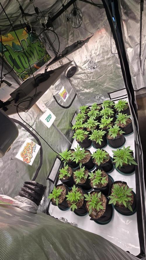 MendoGuavaAuto. Week 2